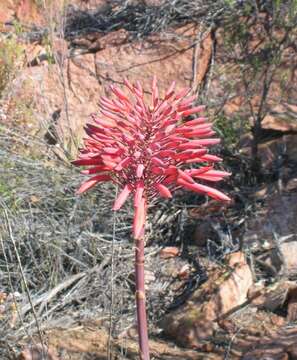 Слика од Aloe perfoliata L.