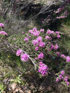 Image of Kunzea parvifolia Schau.