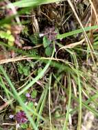 Image of Clinopodium chinense (Benth.) Kuntze