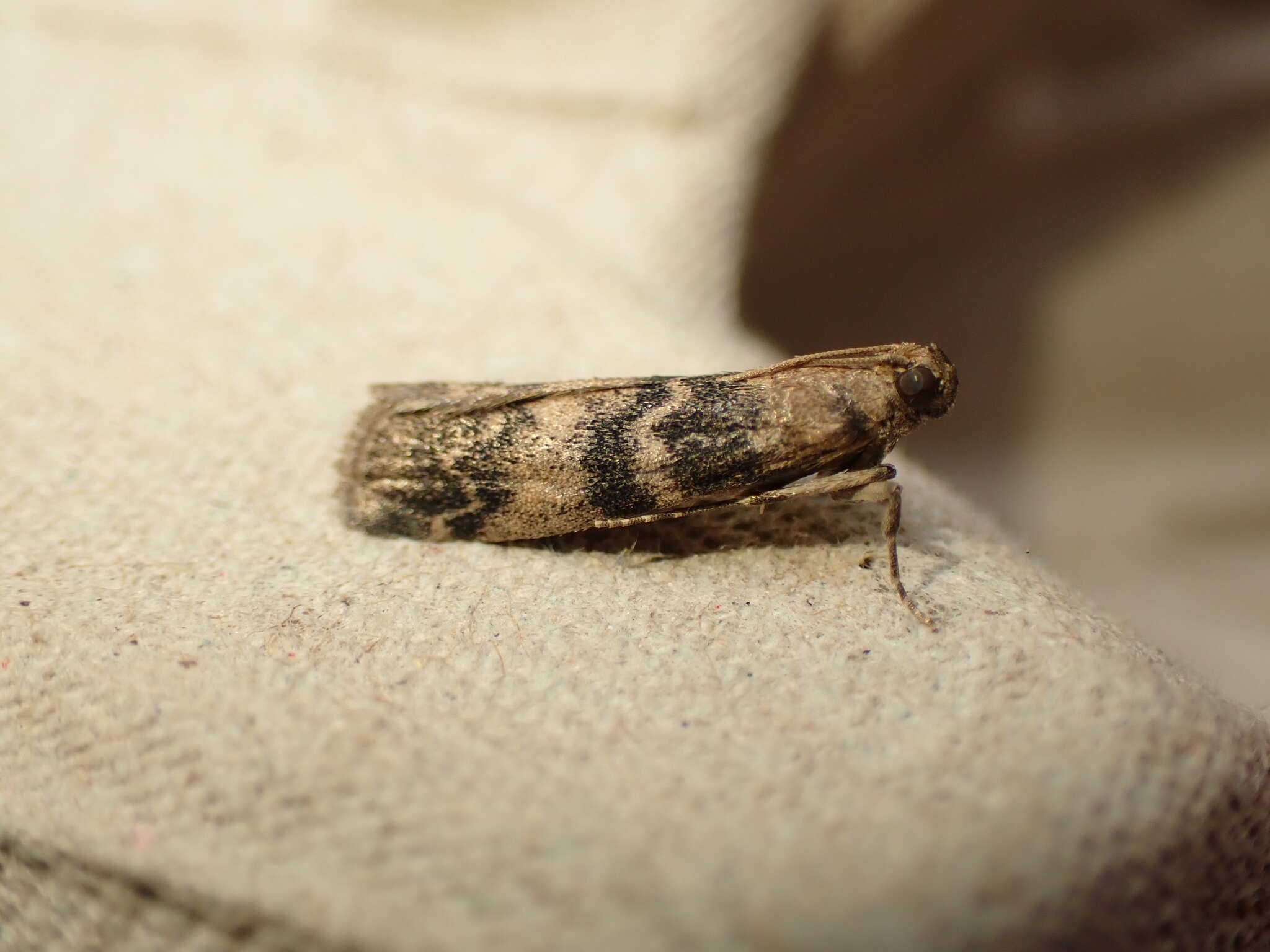 Image of Ash-bark Knot-horn