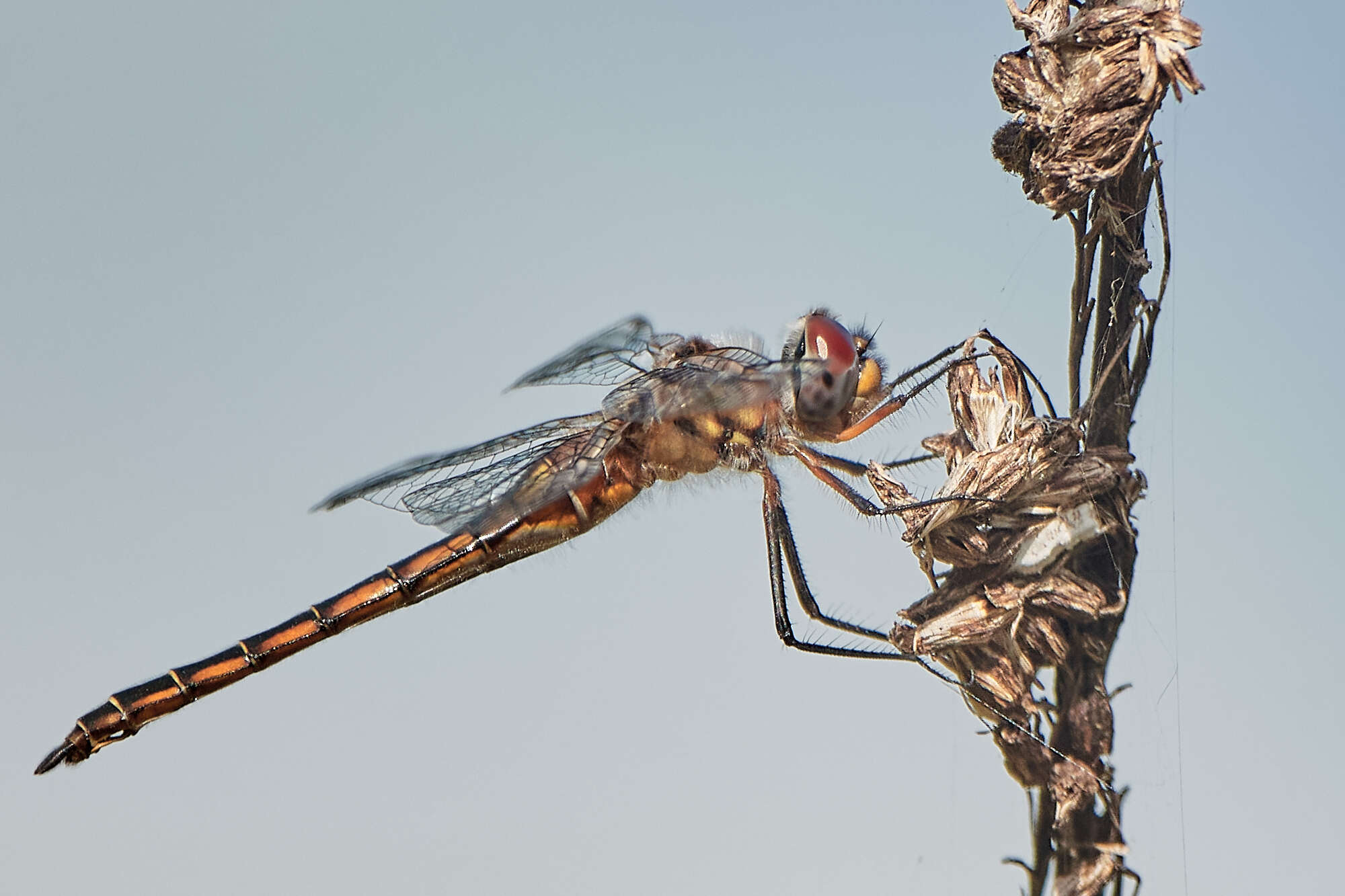 Image of Florida Baskettail