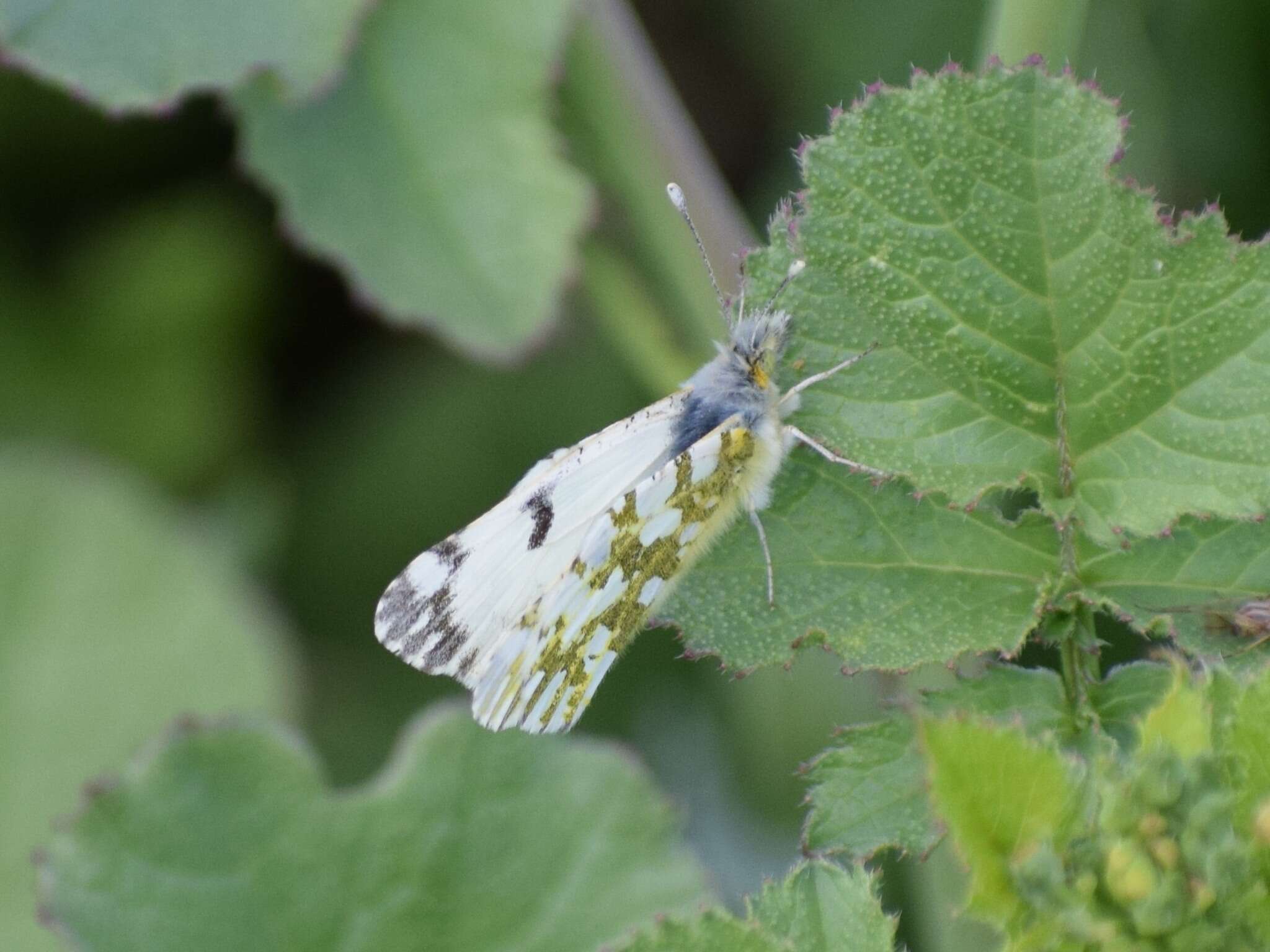 Euchloe ausonides (Lucas 1852) resmi