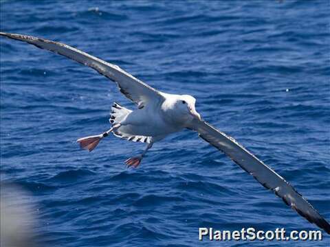 Image of Wandering albatross