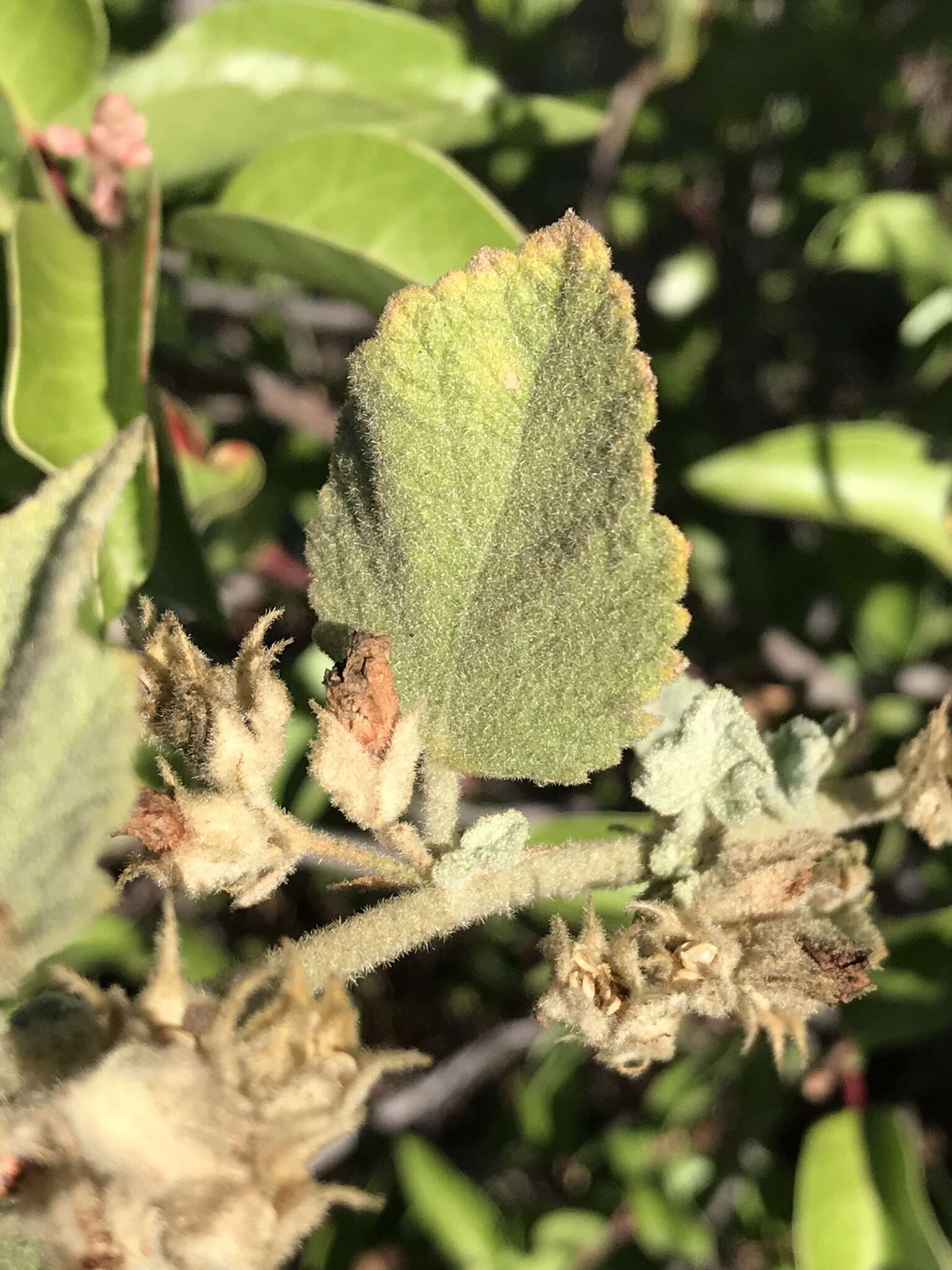 Imagem de Malacothamnus foliosus (S. Wats.) Kearney