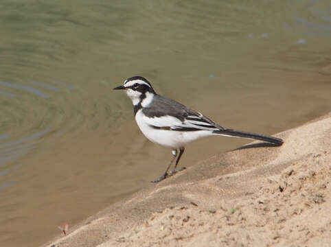 Image of Motacilla aguimp vidua Sundevall 1850