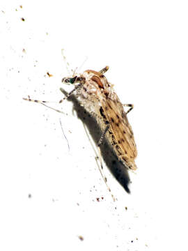 Imagem de Chaoborus punctipennis (Say 1823)