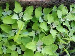 Image of Chenopodium ucrainicum