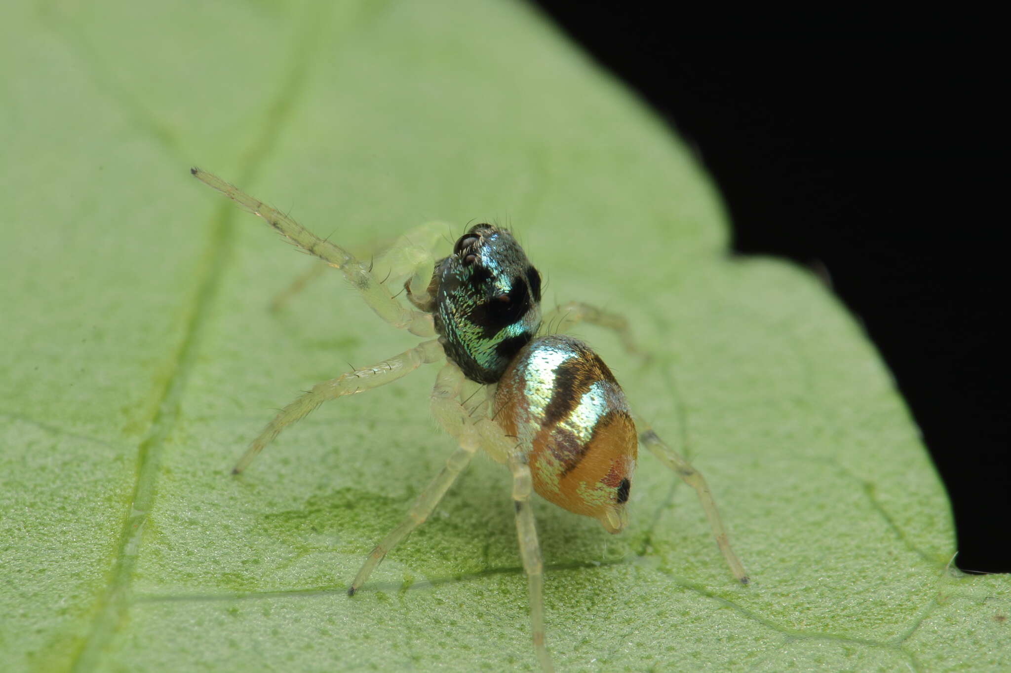 Image of Phintella vittata (C. L. Koch 1846)