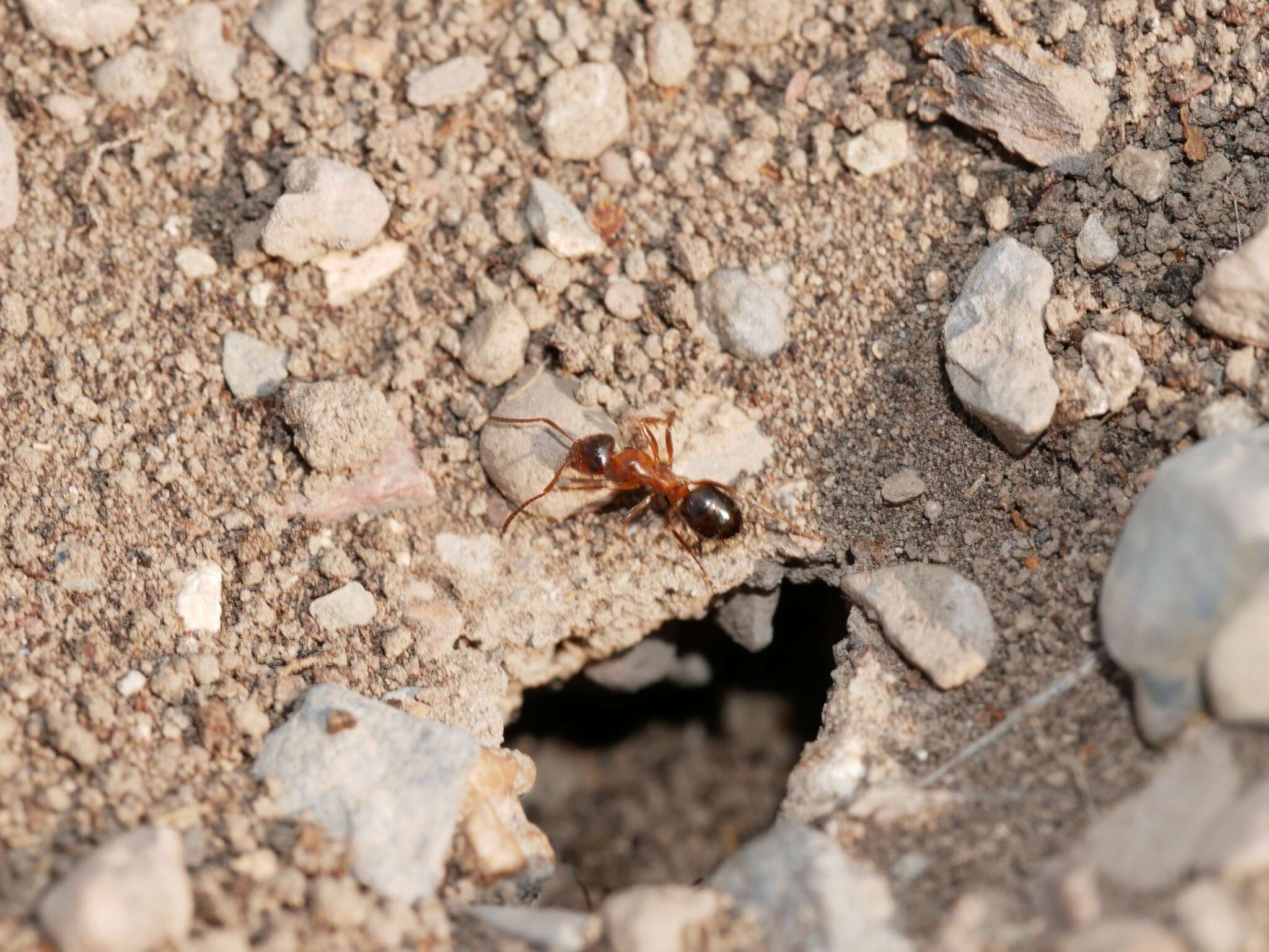 Слика од Formica subpolita Mayr 1886