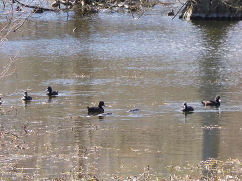 Image of New Zealand Scaup