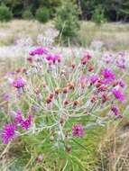 Image of woolly ironweed