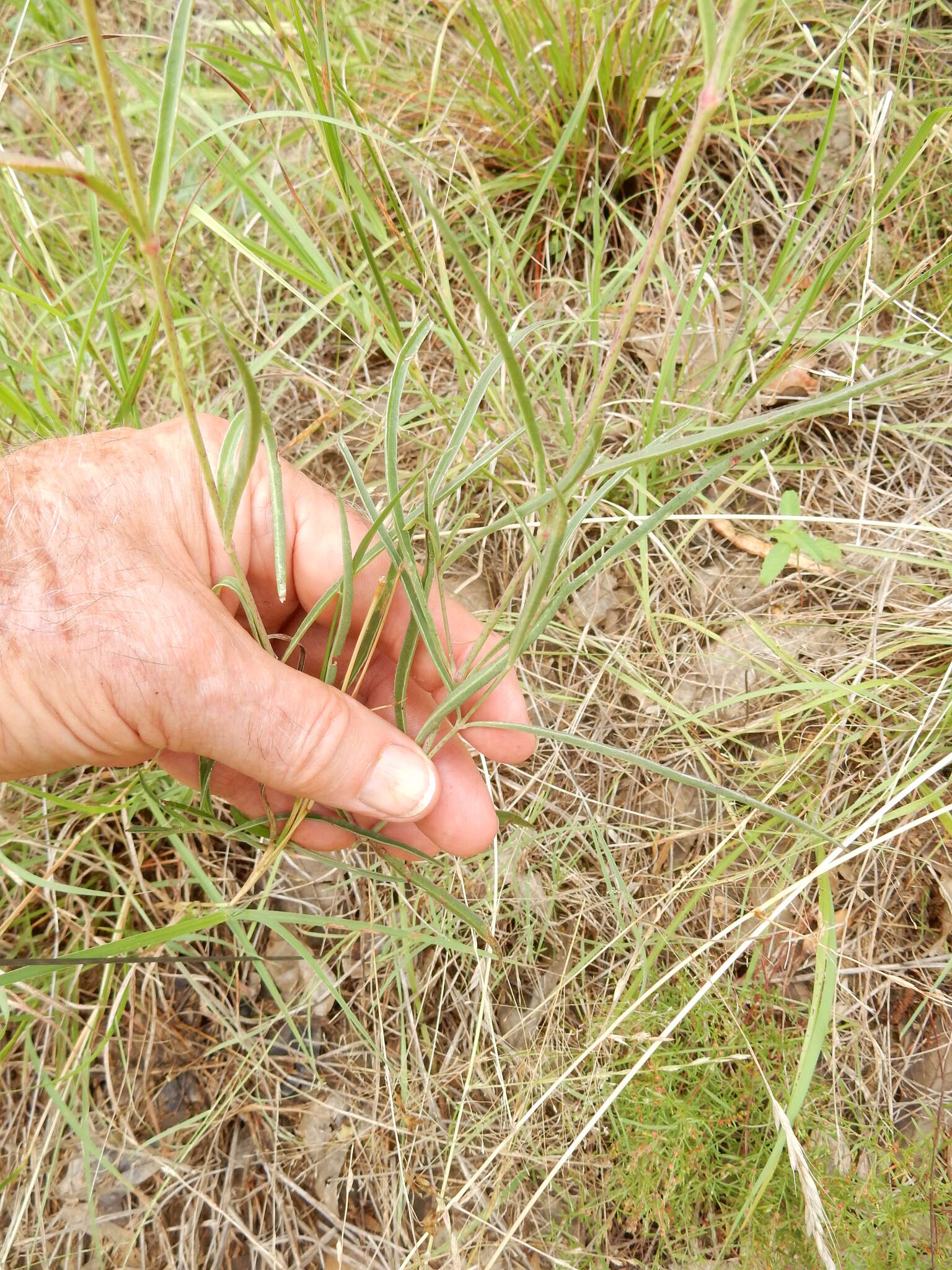 Mirabilis linearis (Pursh) Heimerl resmi