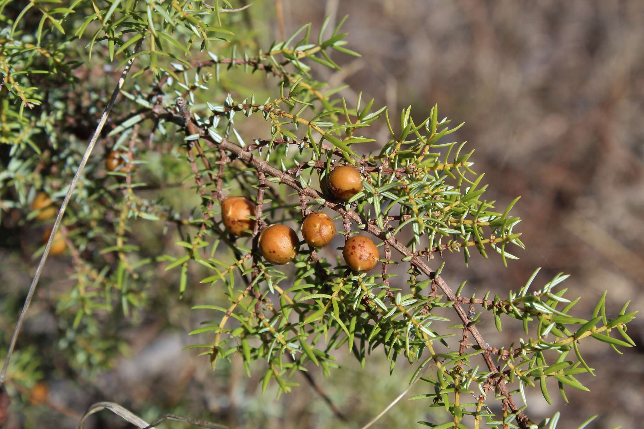 Image de Juniperus oxycedrus subsp. transtagana Franco