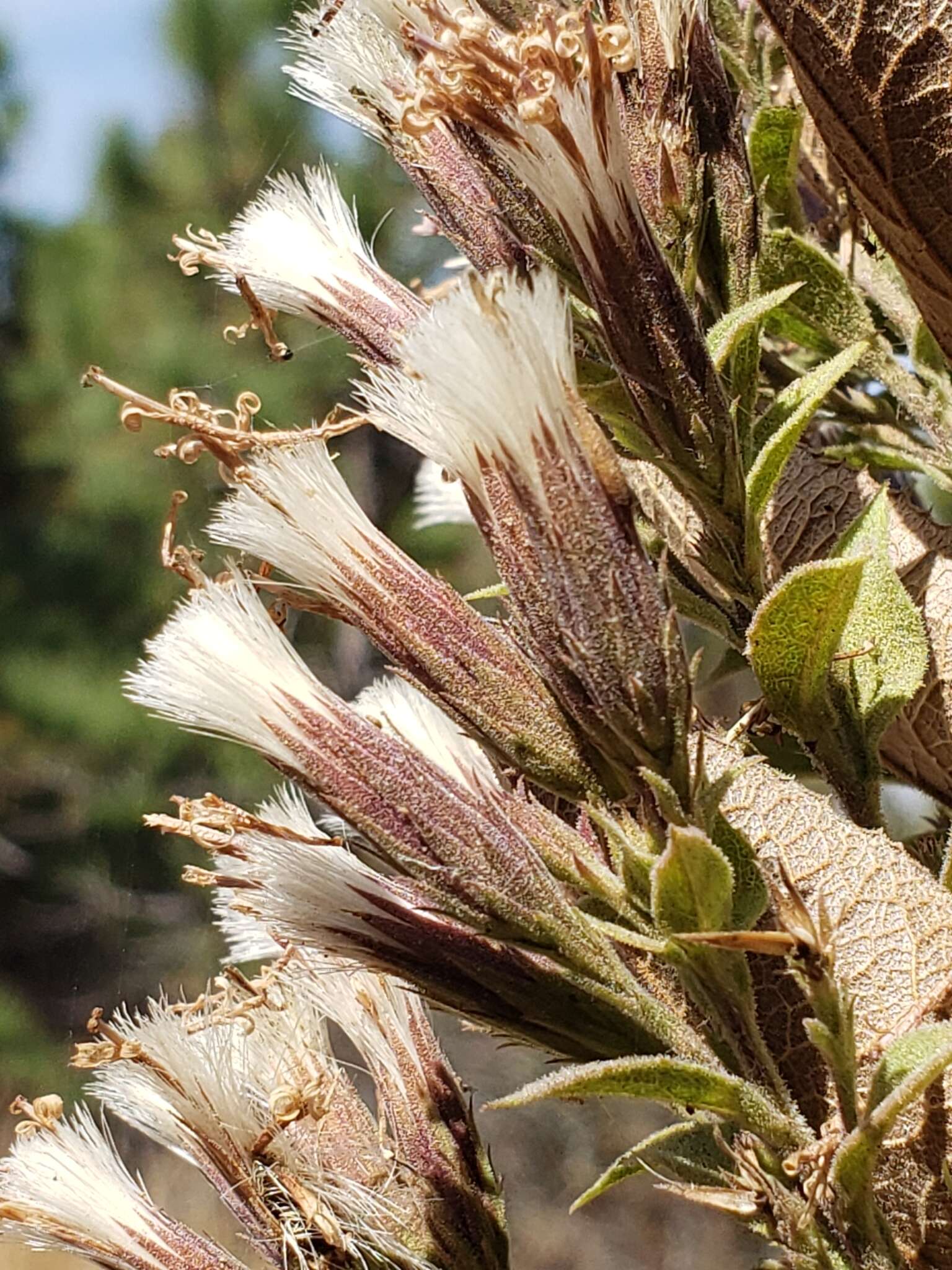 Image of Acourtia moschata (La Llave & Lex.) DC.