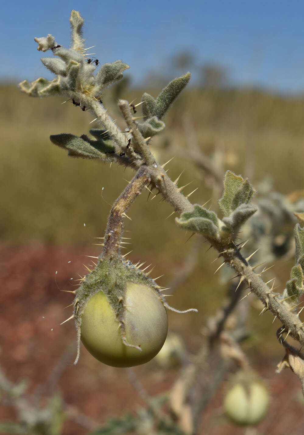 Image of Solanum chippendalei D. E. Symon