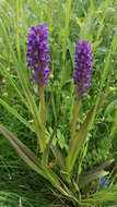 Image of Dactylorhiza incarnata subsp. cruenta (O. F. Müll.) P. D. Sell