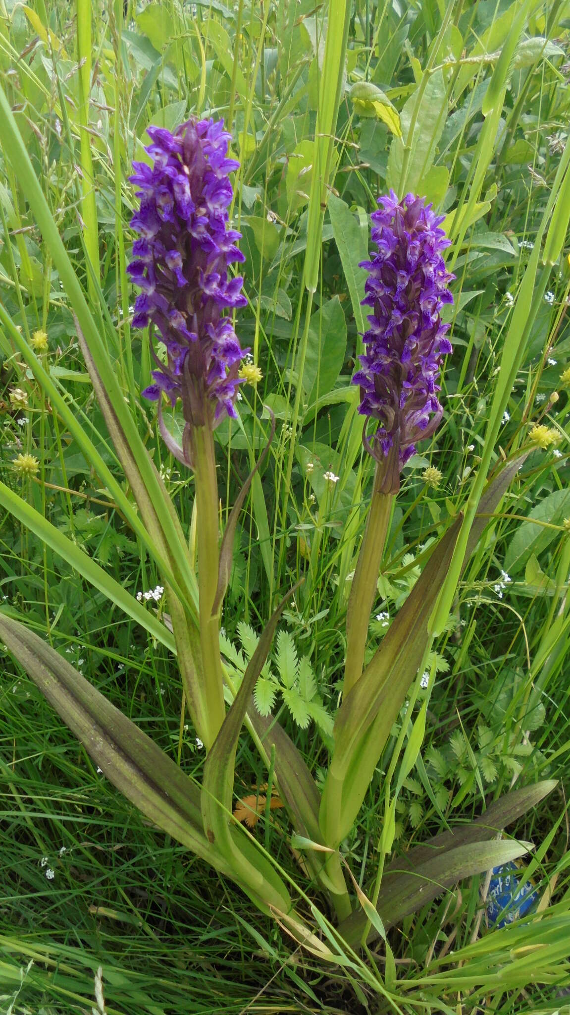 Image de Orchis rouge sang