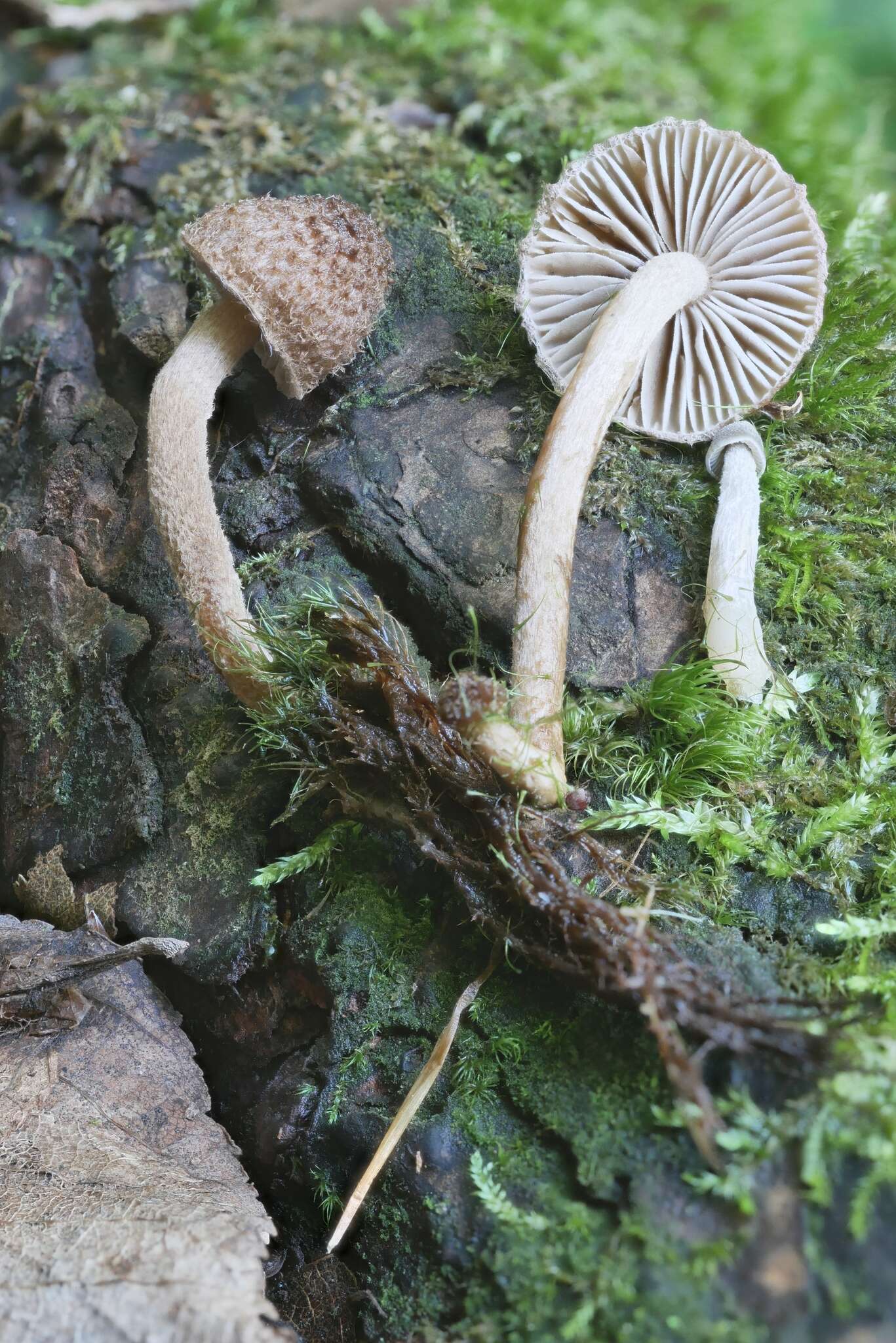 Image of Inocybe stellatospora (Peck) Massee 1904