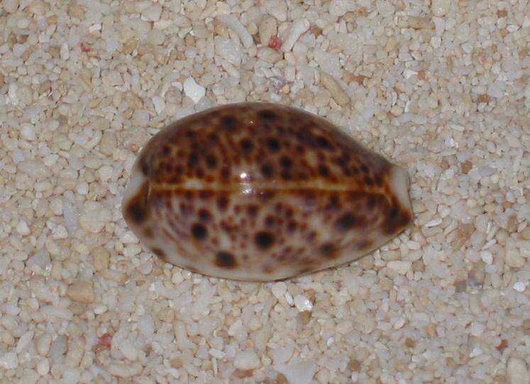 Image of bobcat cowrie