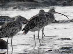 Image of Eastern Curlew