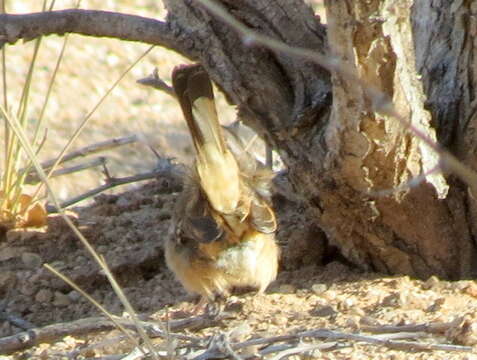 Image of Barred Wren-Warbler