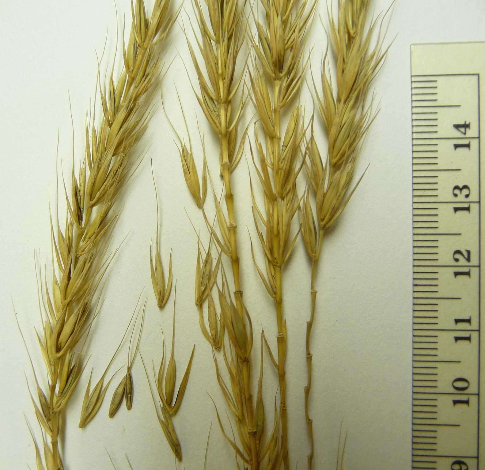 Image of Elymus villosus f. villosus