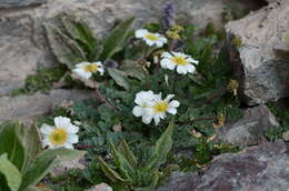 Image of Callianthemum alatavicum Freyn