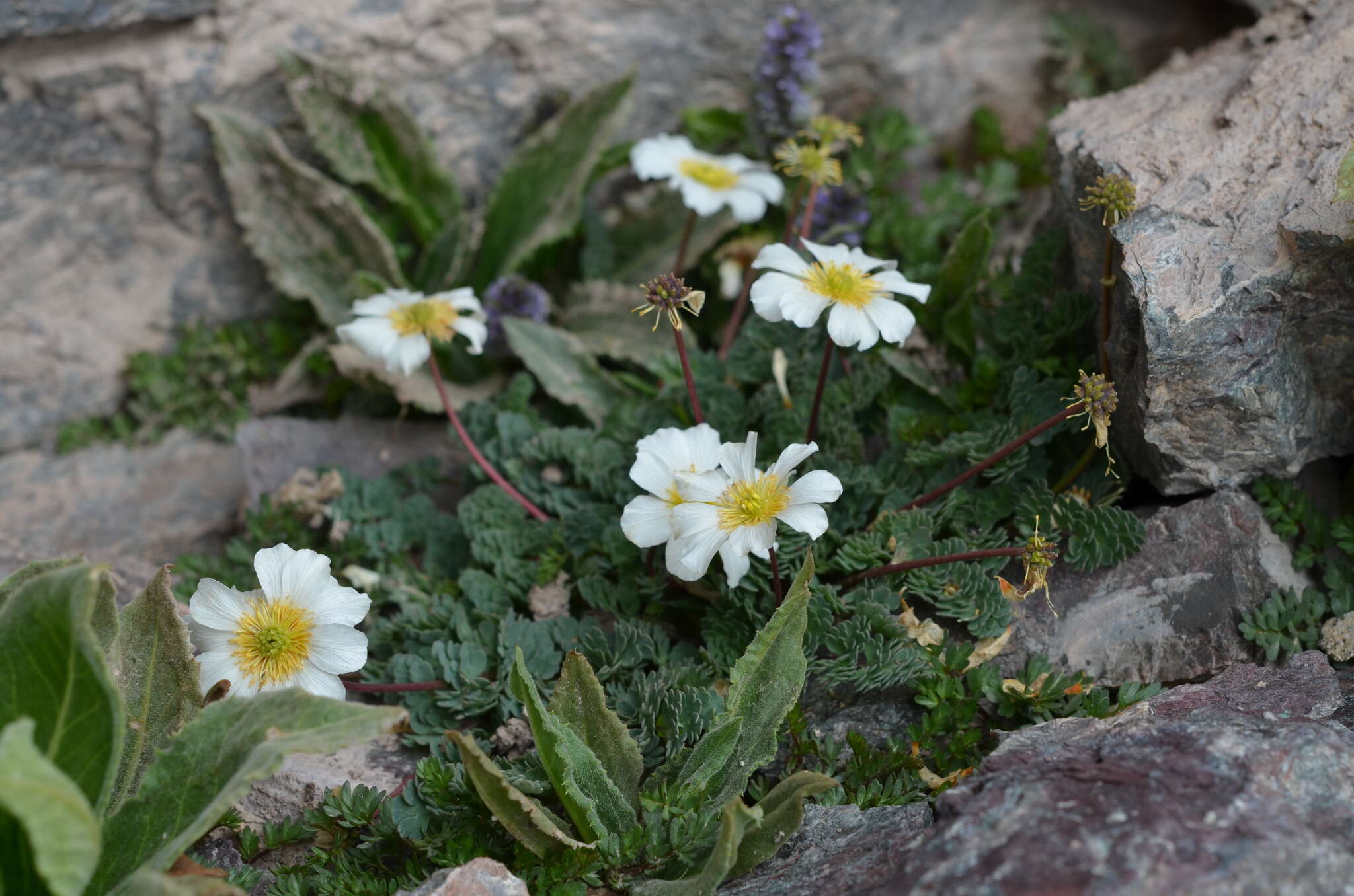 Image of Callianthemum alatavicum Freyn