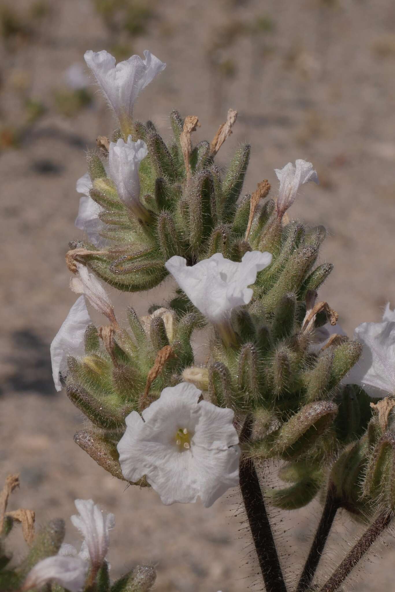 Image de Nolana aplocaryoides (Gaudichaud) I. M. Johnst.