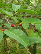 Image de Erythroxylum areolatum L.