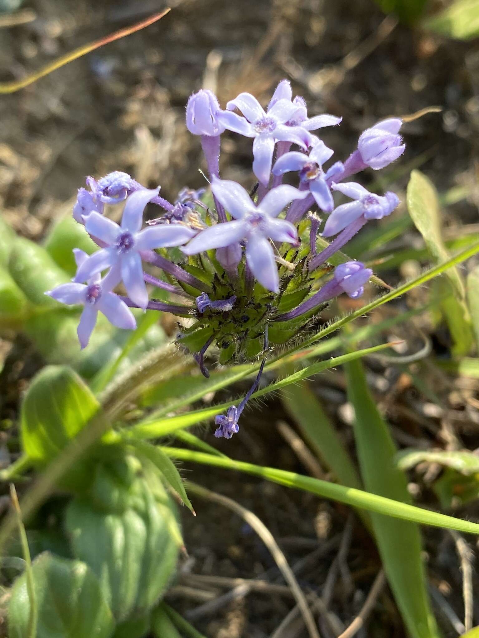 Image of Pentanisia prunelloides subsp. latifolia (Hochst.) Verdc.