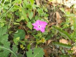 Image of Texas cupflower