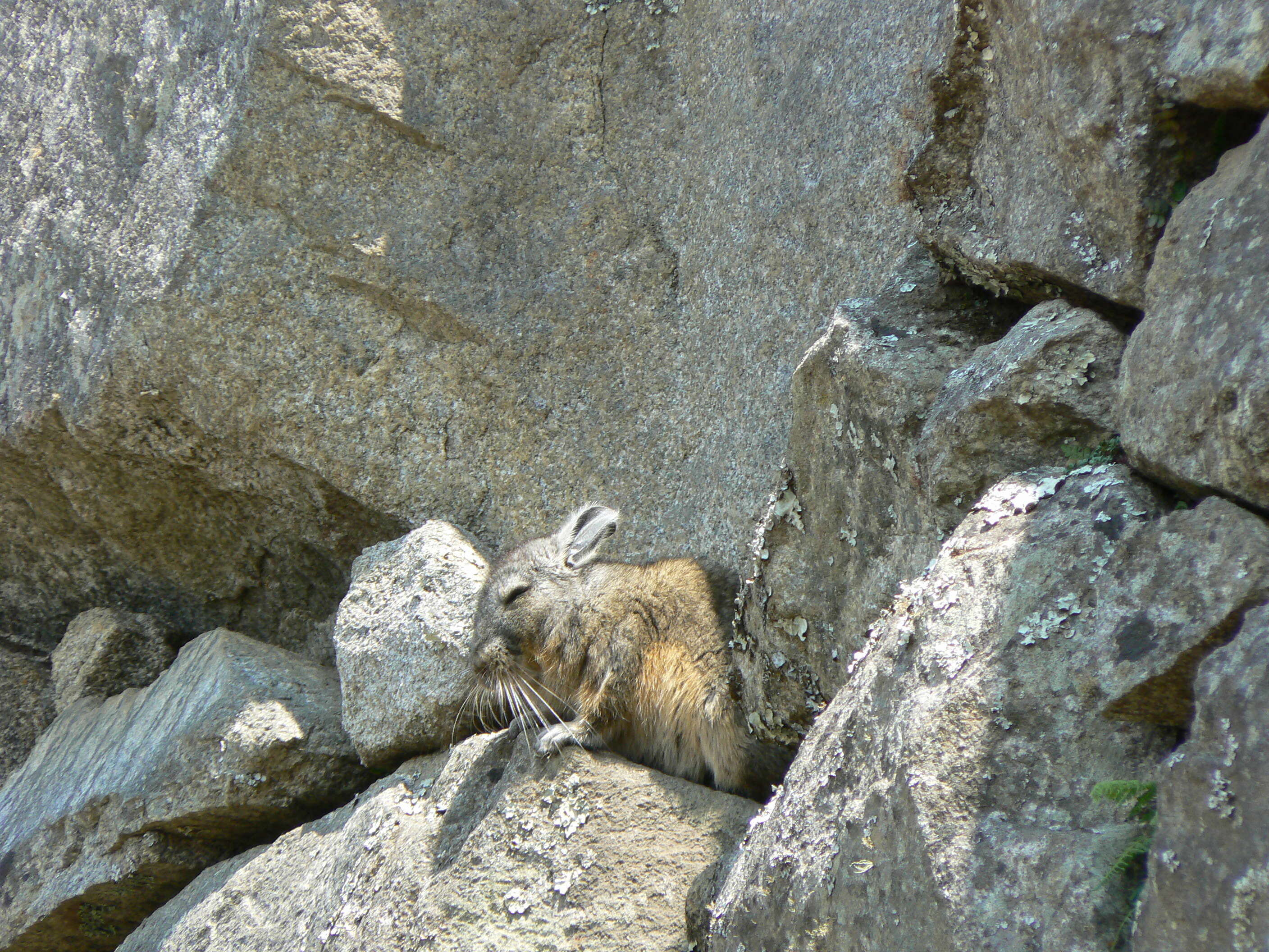 Image of Northern Mountain Viscacha