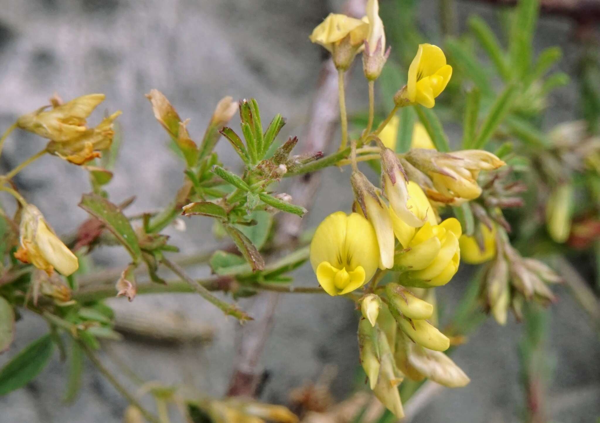 Слика од Medicago prostrata Jacq.