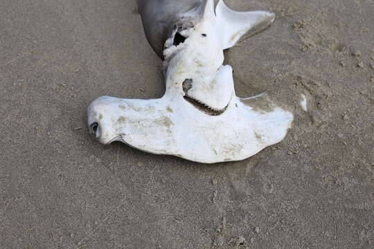 Image of hammerhead sharks