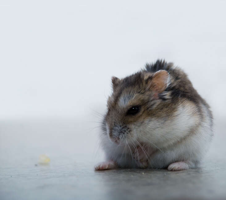 Image of Dzhungarian Hamster