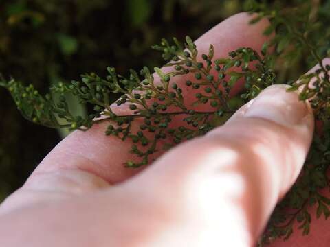 Image of graceful filmy fern