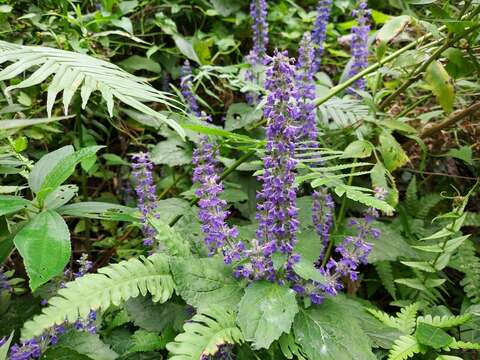 Image of Ajuga macrosperma Wall. ex Benth.