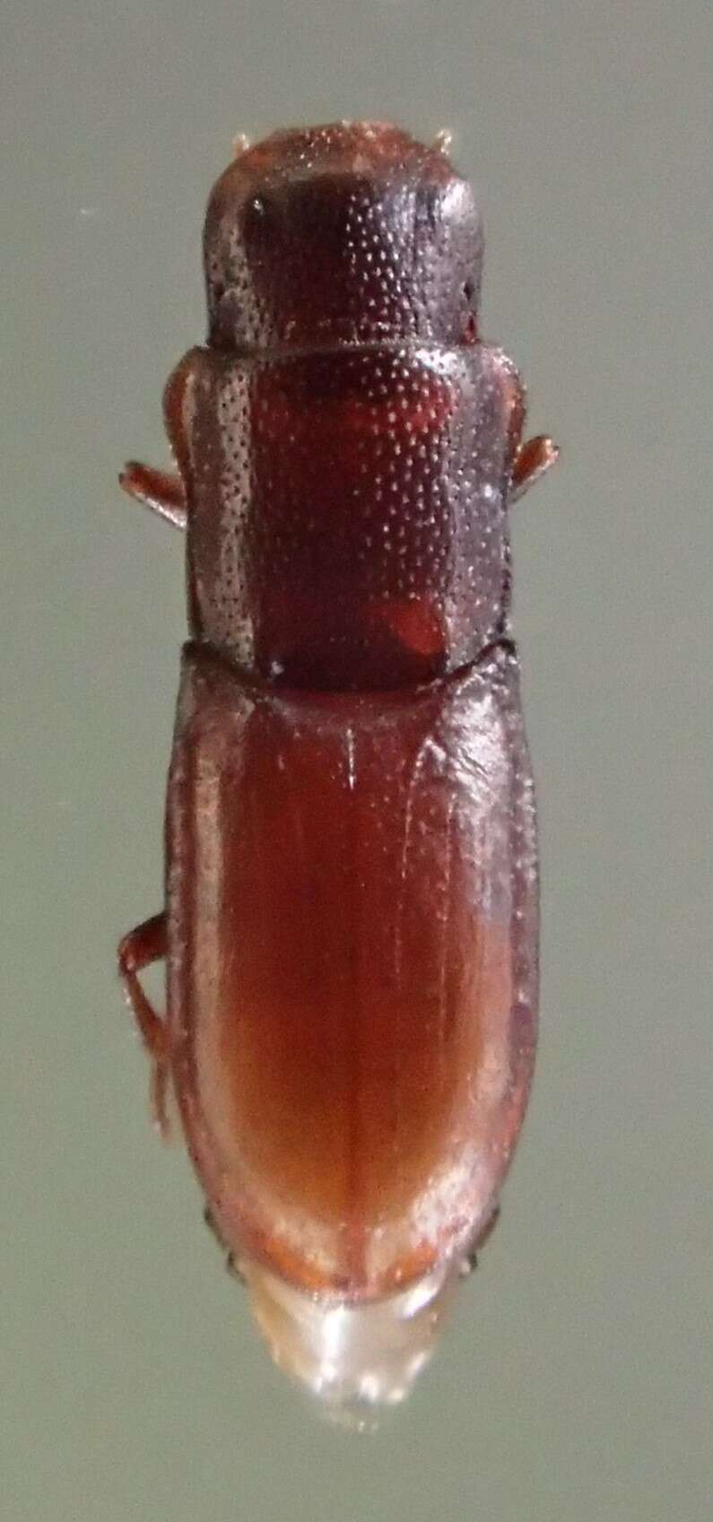 Image of Typhlusechus singularis Linell 1897