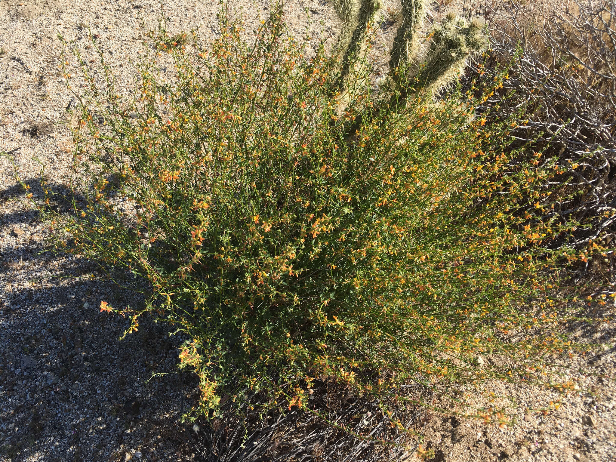 Image de Acmispon glaber var. brevialatus