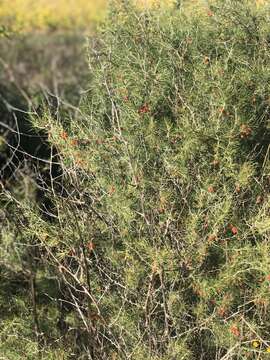 Image of Cluster-leaf asparagus