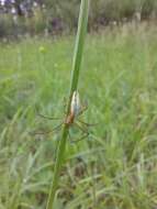 Image of Silver Longjawed Orbweaver