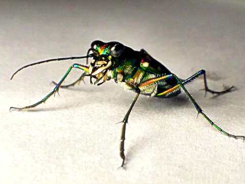 Image of Cicindela (Cosmodela) duponti Dejean 1826