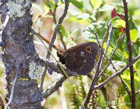 Image of Lapland Ringlet