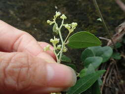 Image of queen coralbead