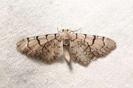 صورة Eupithecia venosata Fabricius 1787