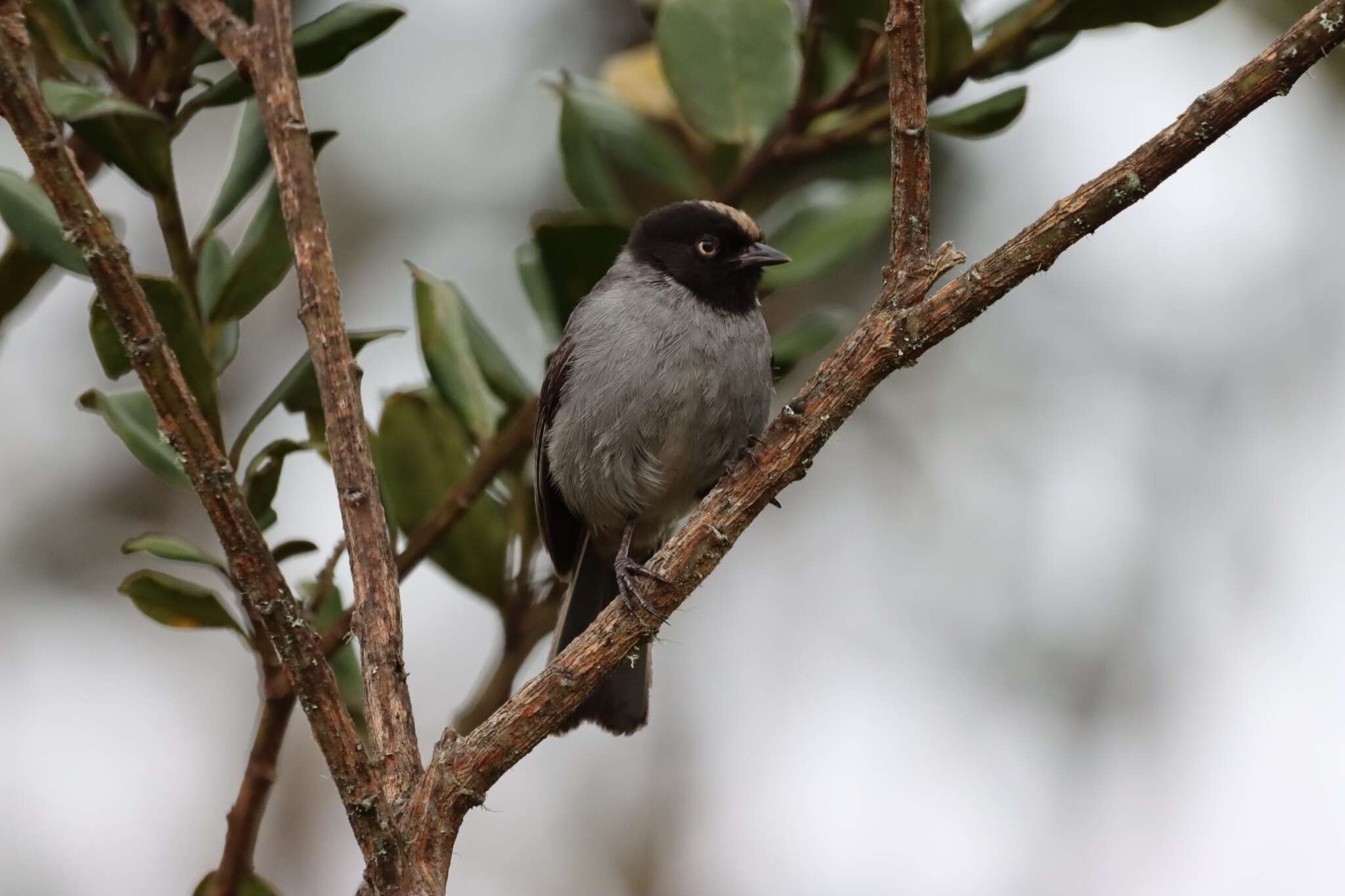 Image of Black-headed Hemispingus