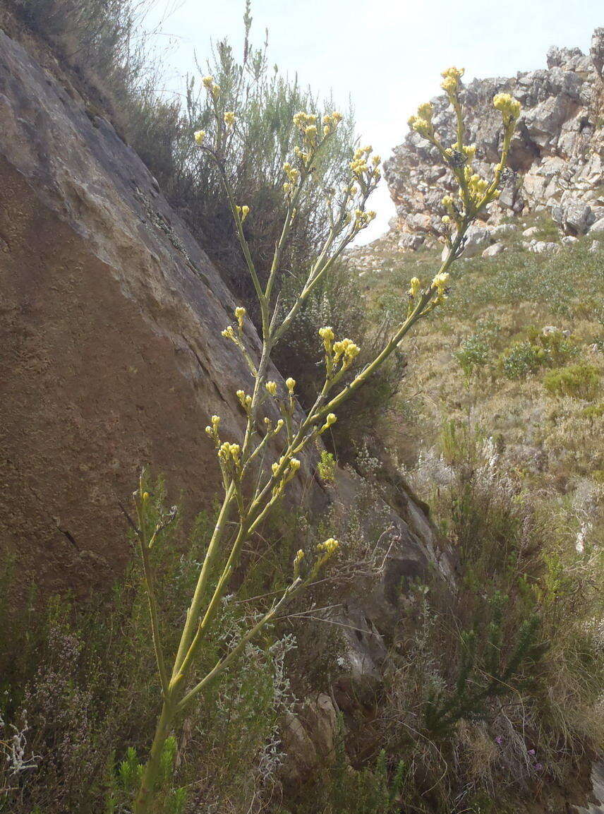 Image of Thesium umbelliferum A. W. Hill