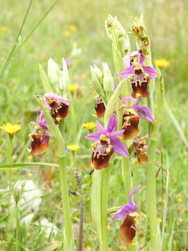 Image of Ophrys fuciflora subsp. apulica O. Danesch & E. Danesch