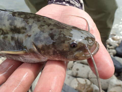 Image of Amur catfish